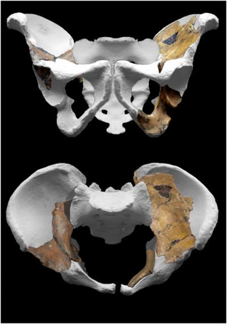 Illustration for article titled Scientists unveil a newly-discovered, ancient human ancestor